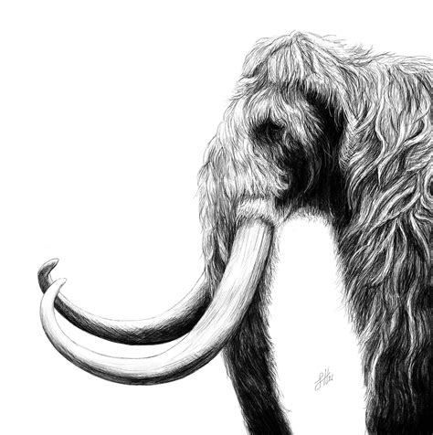 Woolly Mammoth pencil drawing by Sophie Hall – Sophie Hall Artist