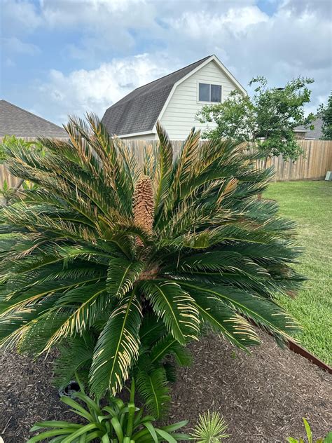 Sago palm seed/cone? : r/houseplants