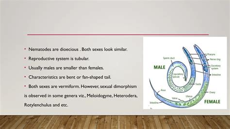 Nematology ppt-1.pptx reproductive system of nematodes | PPTX