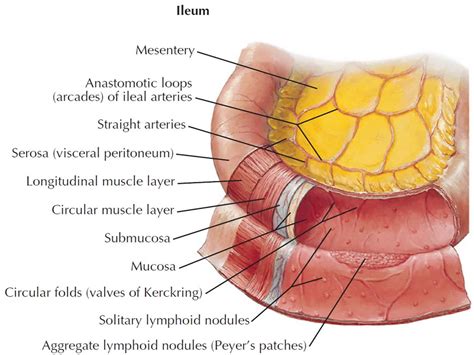 Ileum, terminal ileum location, ileum function & ileum anatomy