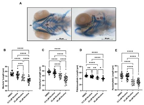 Embryonic Nicotine Exposure Disrupts Adult Social Behavior and Craniofacial Development in Zebrafish