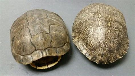 Image result for Red Turtle Shell