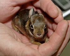 Image result for Wild Baby Bunnies in Western NC