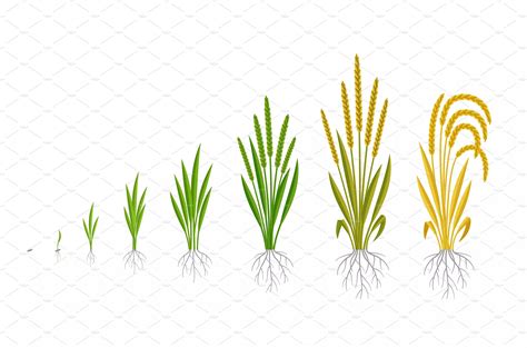 Rice plant growth stages. Cereal – MasterBundles