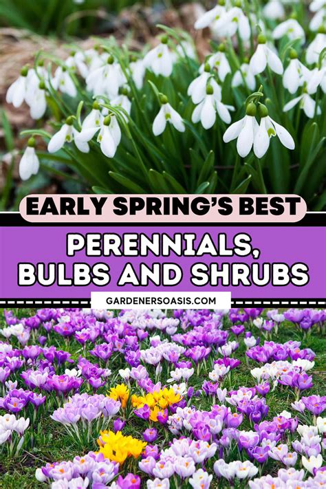 The Best Perennials, Bulbs And Shrubs For Early Spring Flowers