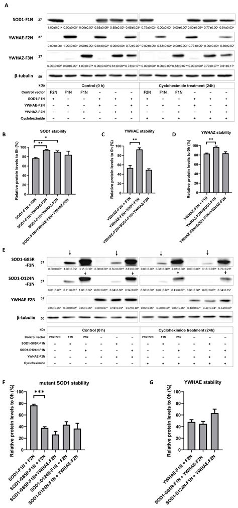 Evidence and Metabolic Implications for a New Non-Canonical Role of Cu ...