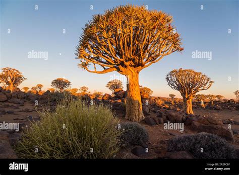 Image result for Rbeadth First Search Algorithm GIF