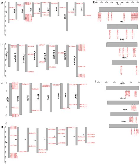 Comparative Analysis of TALE Gene Family in Gramineae