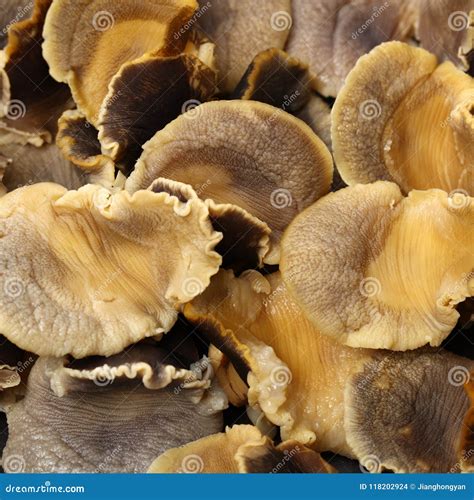 Image result for Conch Shell Meat