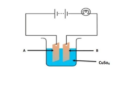 Study the given diagram and answer the following questions. a) Label ...