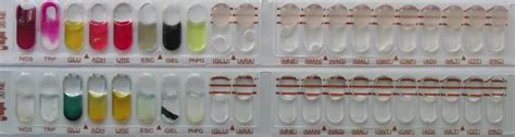 Image result for API Biochemical Test Kit