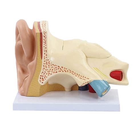 Lbylyh Human Ear Anatomy Model Human Organ Ear Anatomical Model ...