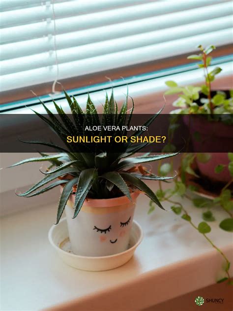Aloe Vera Plants: Sunlight Or Shade? | ShunCy