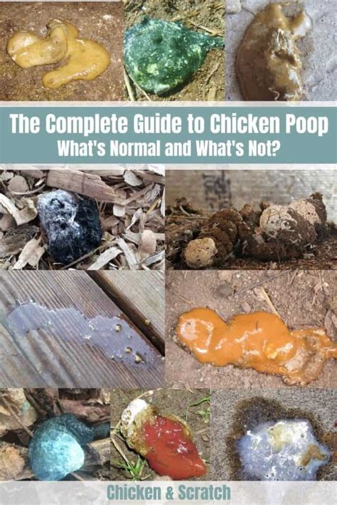 Image result for Types of Chicken Poop