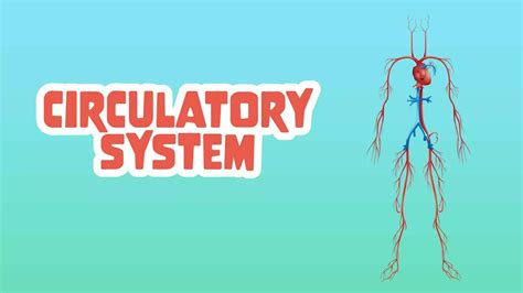 Image result for Circulatory System