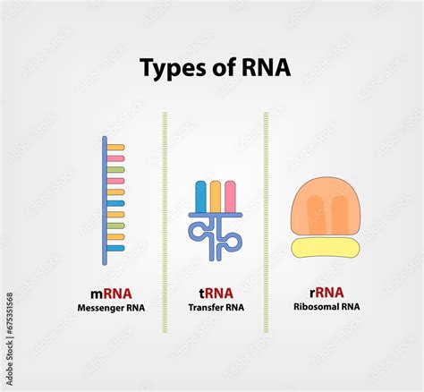 RNA Types 的图像结果