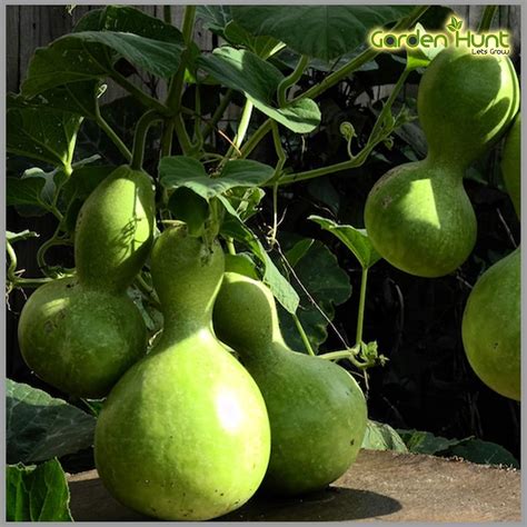 Bottle Gourd - Bottle shape (Lauki/Lau/Clabas/Kumba suraikai) Seeds ...