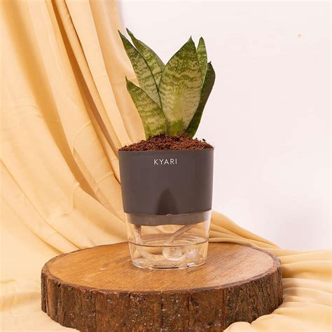 KYARI Sansevieria Green Snake Dracaena trifasciata Live Indoor Plant ...