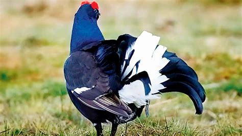 Here are 5 interesting facts about birds from Matt Ridley’s new book