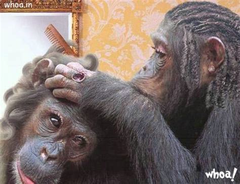 Funny Monkeys Wallpaper For Facebook Free Download