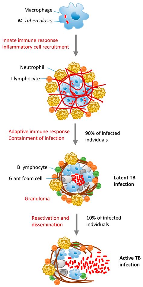 Tuberculosis-Associated MicroRNAs: From Pathogenesis to Disease Biomarkers
