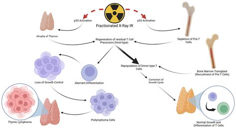 Mechanisms Underlying the Development of Murine T-Cell Lymphoblastic Lymphoma/Leukemia Induced ...