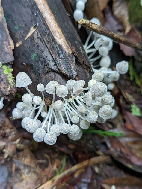 What do Fungi, Chameleons, and Humans All Have in Common? We're all ...