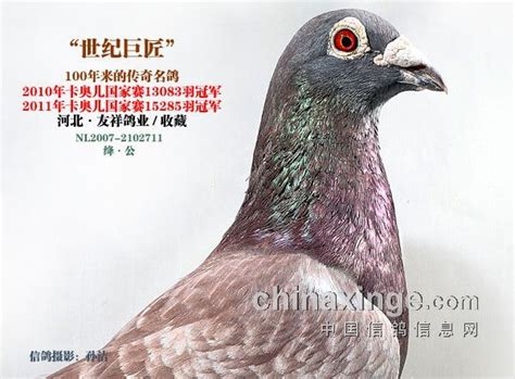 观赏鸽欣赏--中国信鸽信息网相册