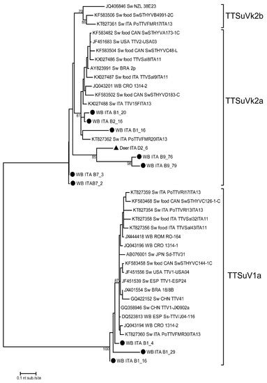 Torque Teno Sus Virus (TTSuV) Prevalence in Wild Fauna of Northern Italy