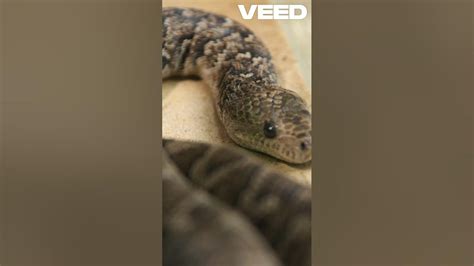 Image result for Facts Python Purple