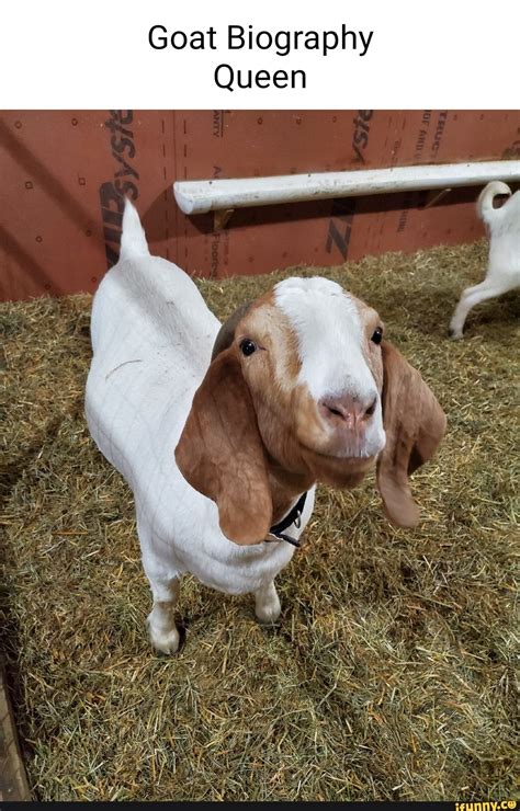 Boer_goat memes. Best Collection of funny Boer_goat pictures on iFunny