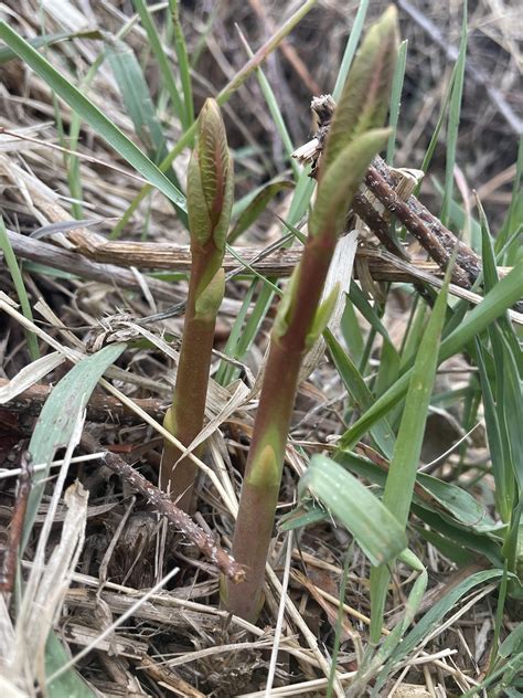Wild Asparagus Plant Identification