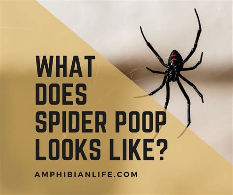 How Do Spiders Pee And Poop at Nancy Hickman blog