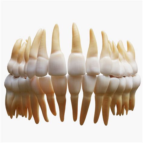 Tooth Structure Bone Anatomy - 3D Model by zames1992d