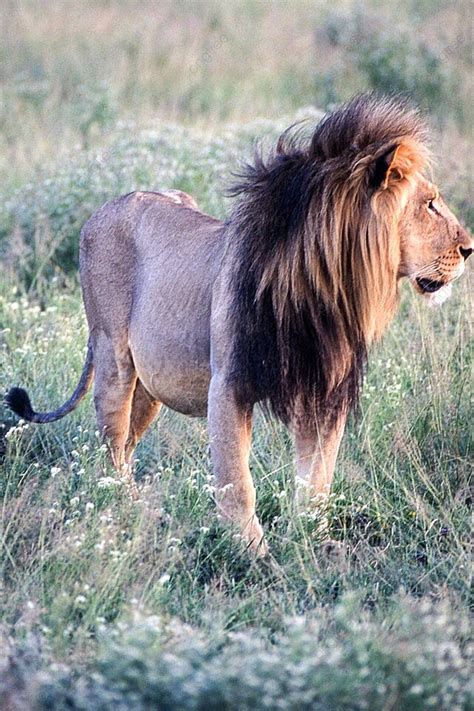 Image result for Lion Algorithm