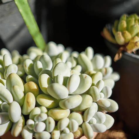 Moonstone Succulent (Pachyphytum oviferum) Plant – Lalit Enterprise