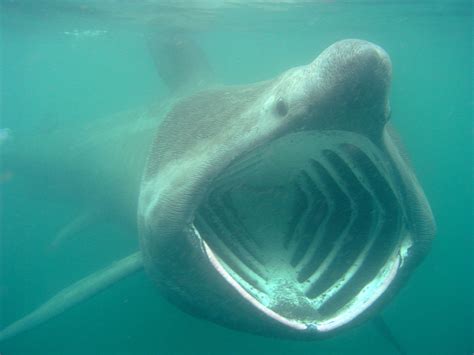 Whale Shark Teeth
