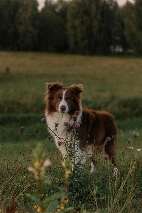 Brown Border Collie