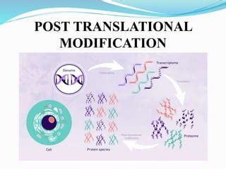 Image result for Post-translational regulation Post-translational Modification
