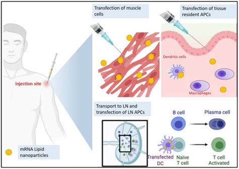 A Comprehensive Review of mRNA Vaccines