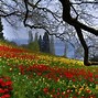 Image result for Spring Nature Photography Desktop Wallpaper