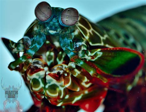 Peacock Mantis Shrimp (Odontodactylus Scyllarus) - Whilst the mantis ...