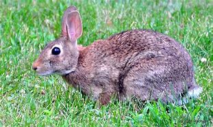 Image result for Baby Eastern Cottontail Rabbit