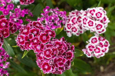 1100x Dwarf Sweet William Pinocchio Mix Seeds - Double - Flowers ...