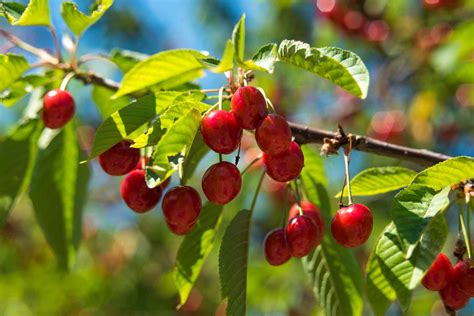 How to Grow Cherry Trees From Seed At Home
