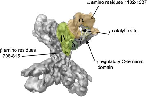 Kinases And Phosphorylases