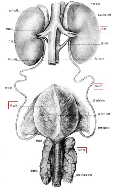 猪的泌尿系统的组成和功能生物泌尿系统2022已更新今日推荐