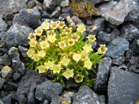 What Are 5 Plants That Live In Antarctica? Varieties To Know