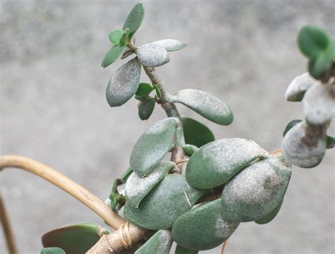 Jade Plant Diseases Leaves Leaves Of Jade Plant Are Wrinkling