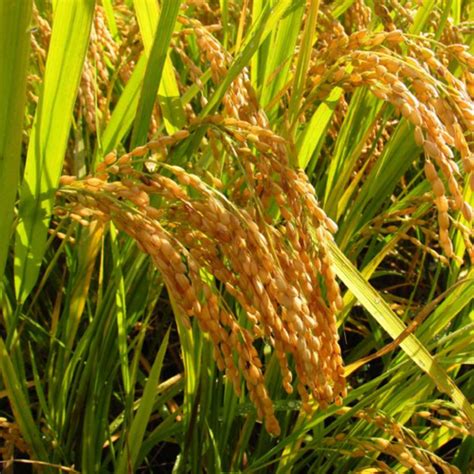 SeeGreen Rice Paddy Seeds, Miniket Paddy For Puja, Germination Paddy ...